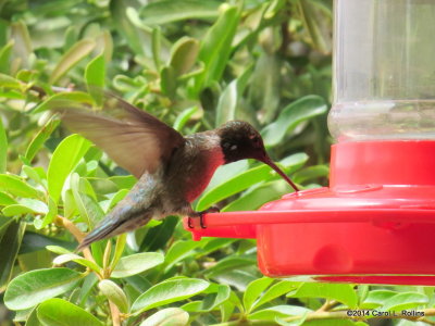Black-chinned Hummingbird 4398