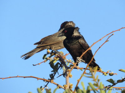 Bronzed Cowbird 4389