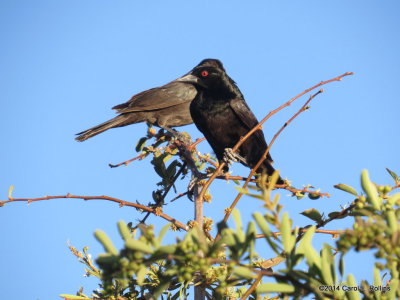 Bronzed Cowbird 4388