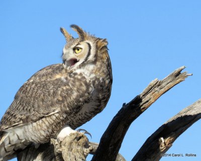 Great Horned Owl 6695