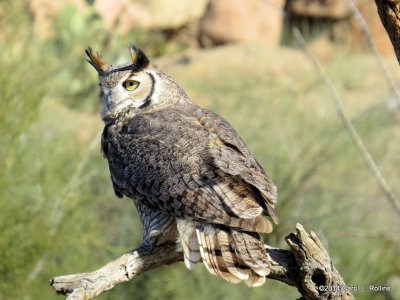 Great Horned Owl 6691