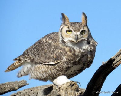 Great Horned Owl 6696