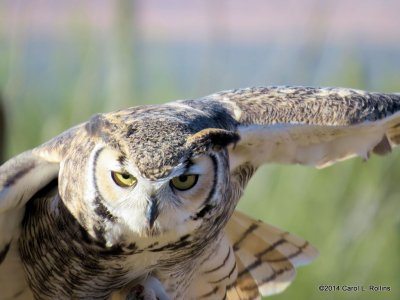 Great Horned Owl 6708