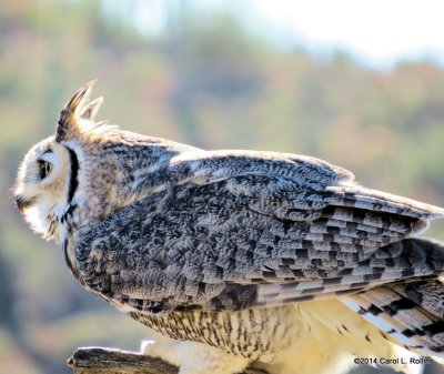 Great Horned Owl 6721