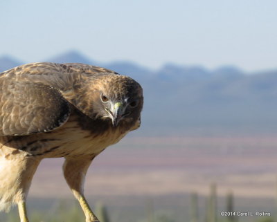 Red-tailed Hawk 6791