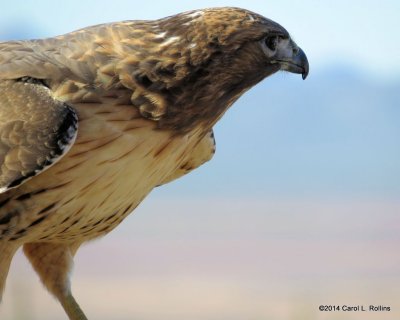 Red-tailed Hawk 6801