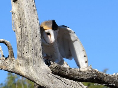 Barn Owl 7079