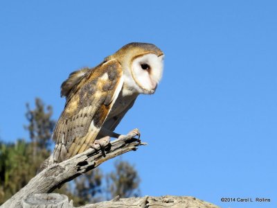 Barn Owl 7083