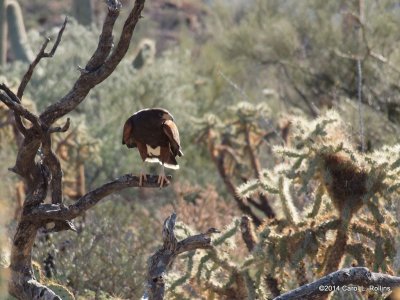 Harris's Hawk PC231475