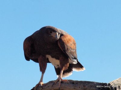 Harris's Hawk PC231481