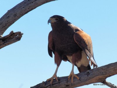 Harris's Hawk PC231484