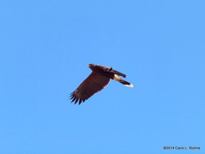 Harris's Hawk PC231491