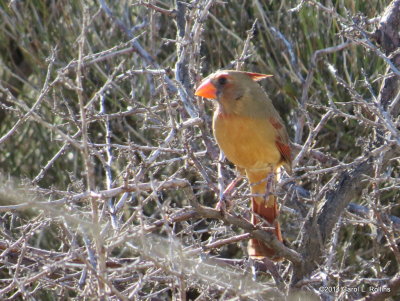 Northern Cardinal (female) 6283