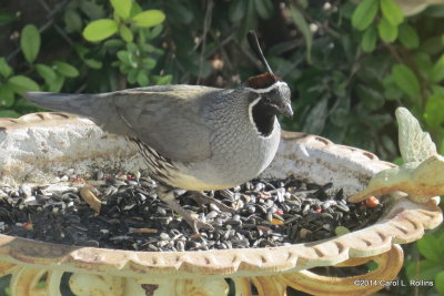 Gambels Quail 6319