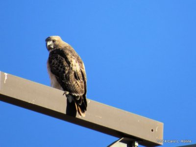 Red-tailed Hawk 7205