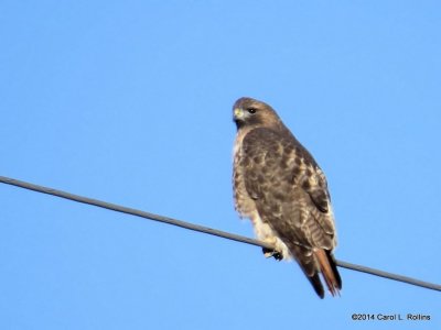 Red-tailed Hawk 7227