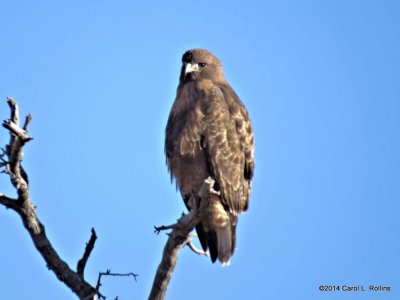 Red-tailed Hawk 7239
