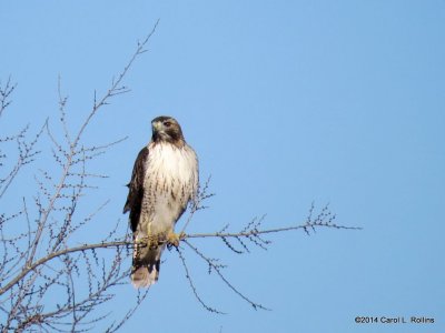 Hawk 7262