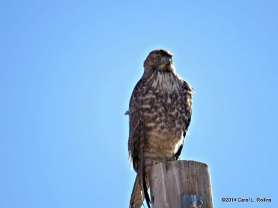 Hawk 7289