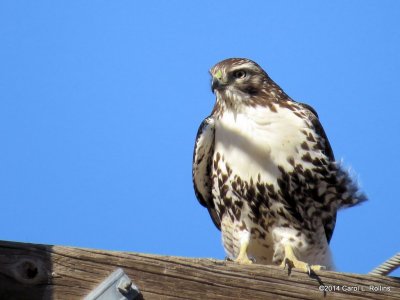 Hawk 7307