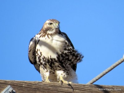 Hawk 7306