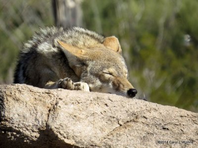A Very Peaceful Coyote