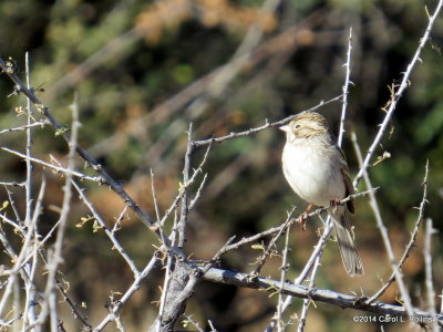 A Sweet Sparrow
