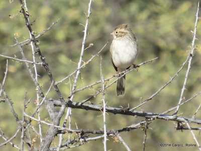 A Sweet Sparrow