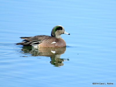 American Wigeon  7398