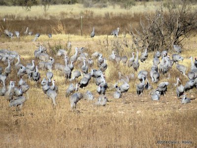 Sandhill Cranes  7491