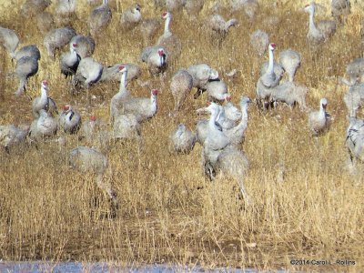 Sandhill Cranes  7499