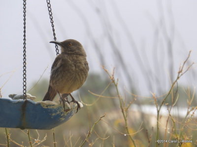 Curve-billed Thrasher