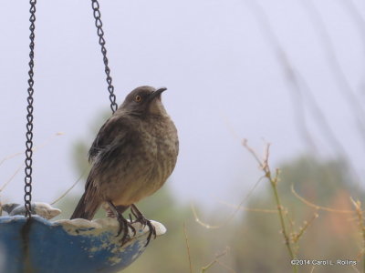 Curve-billed Thrasher