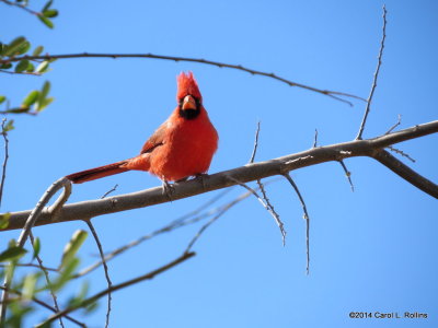 Northern Cardinal