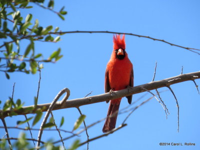 Northern Cardinal