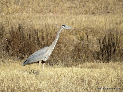 Great Blue Heron  7476