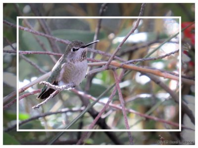 Hummingbird  6928