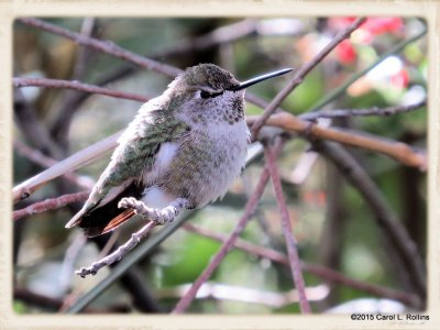 Hummingbird  6933