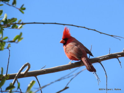 Northern Cardinal