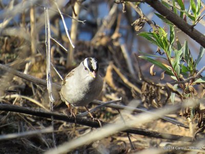White-crowned Sparrow