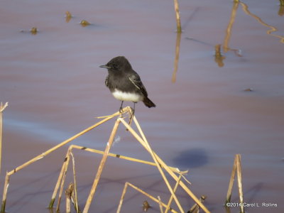 Black Phoebe