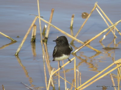 Black Phoebe