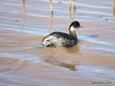 Eared Grebe