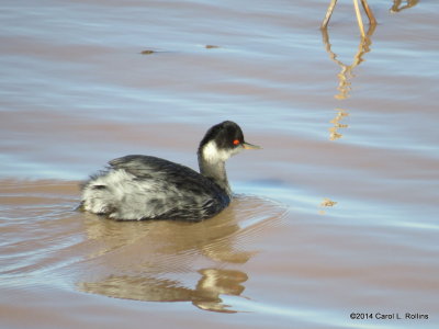 Eared Grebe