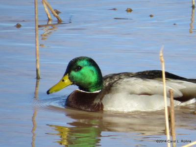 Mallard