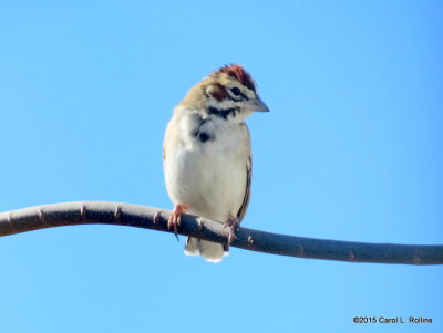 Lark Sparrow