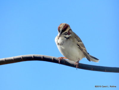 Lark Sparrow