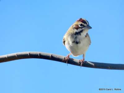 Lark Sparrow