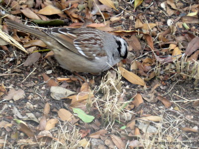 White-crowned Sparrow