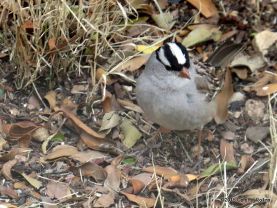 White-crowned Sparrow